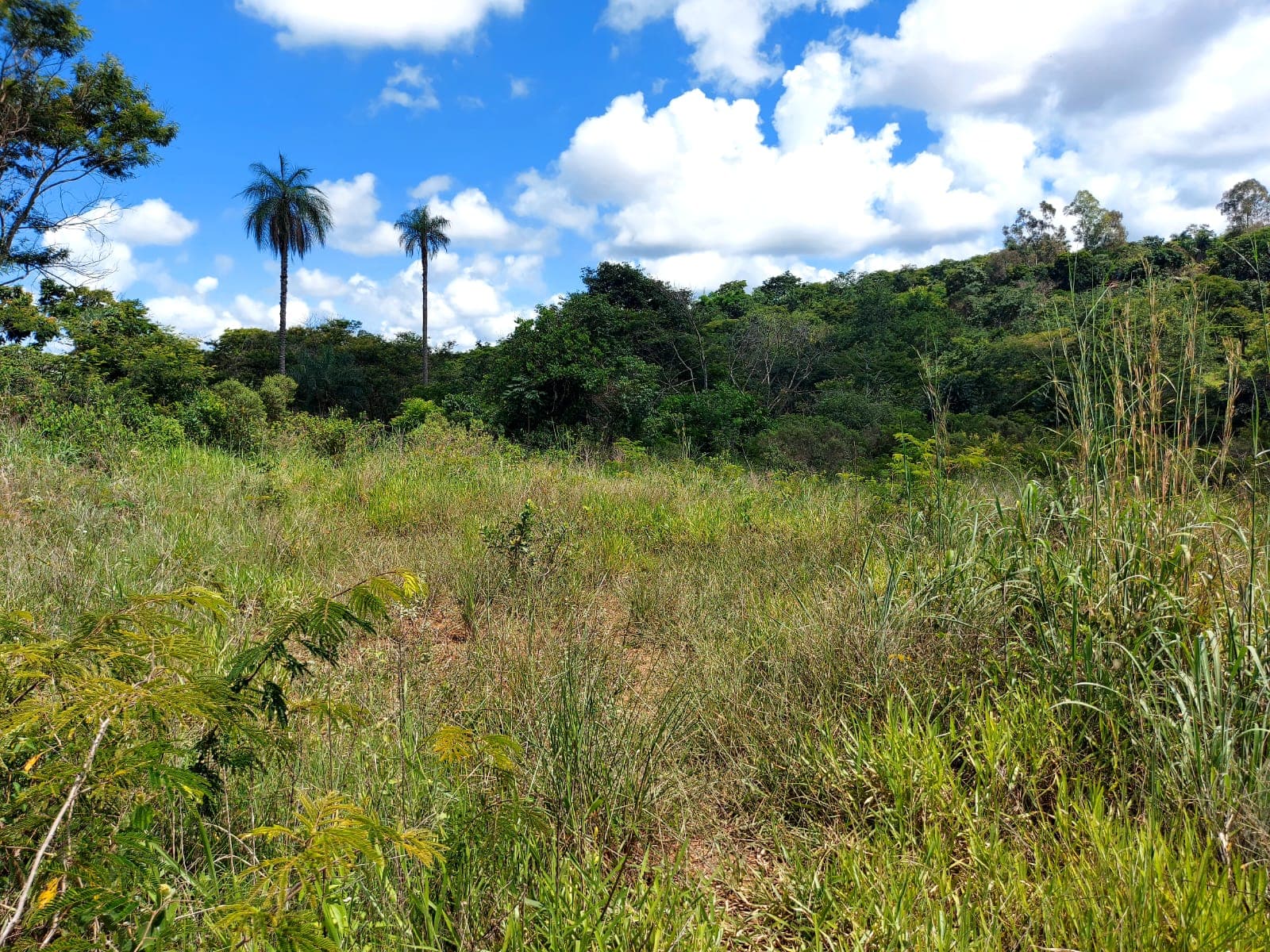 Área 15.497,54 m² área livre para construção